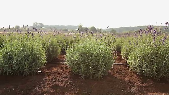 植物栽培全景、总体规划、园地中心、植物浇水、育苗视频素材