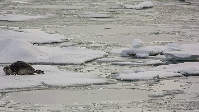 冰岛的冰川泻湖视频素材