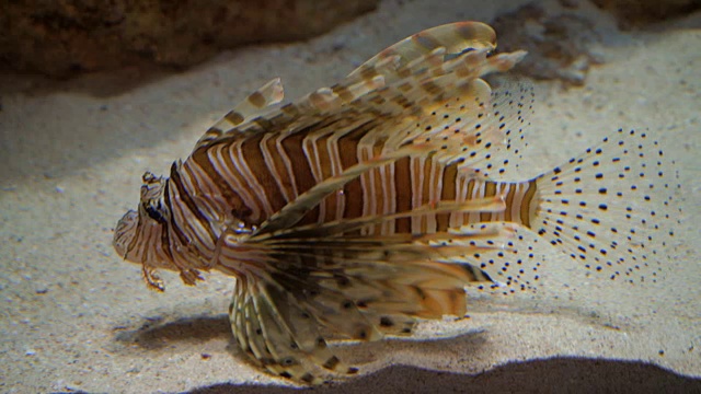 4K水族馆的狮子鱼。视频素材