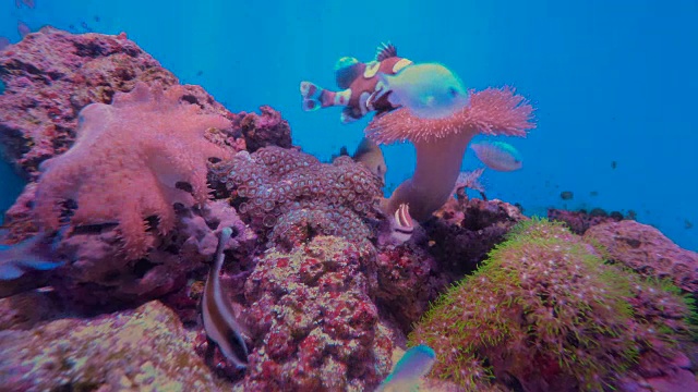 4K水族馆背景视频。视频素材