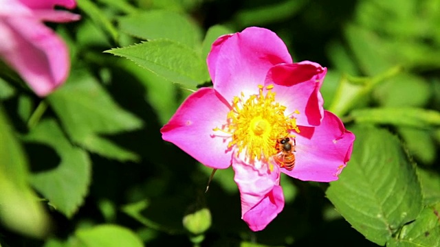 蜜蜂，特写录影带视频素材