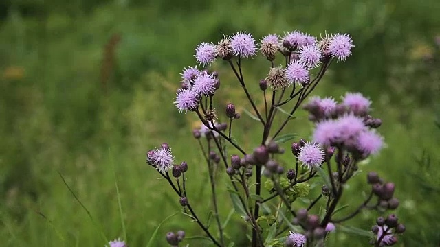 美丽的紫色的野花视频素材