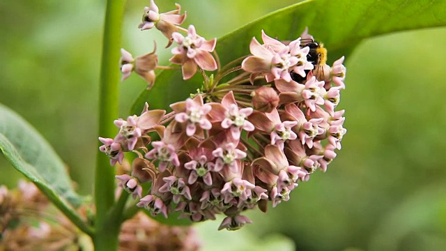 蜜蜂在花上，靠近点视频素材