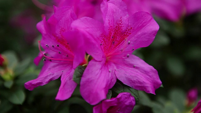 杜鹃花，紫色花，白色雄蕊，黑色边缘视频素材