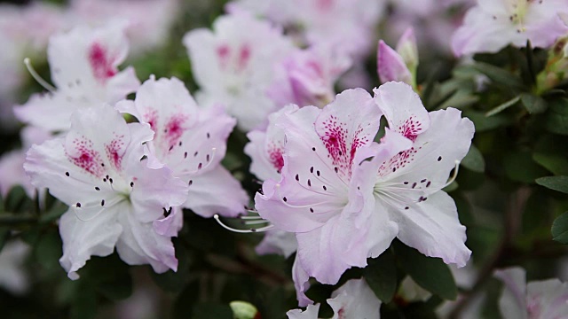 杜鹃花白色花与紫色点缀和雄蕊与黑色边缘上

大叶子的背景特写视频素材