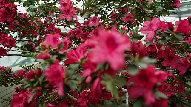 大杜鹃花丛与大量的红花焦点变化视频素材