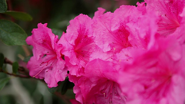 水珠上的粉红色杜鹃花花瓣特写视频素材