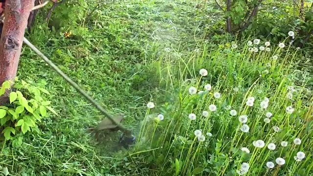 园丁割草，割草，园艺。缓慢的运动。修剪花园的草坪。剪蒲公英和吹气球夏日。细心的园丁正在修剪着田野里的蒲公英和绿色多汁的草视频素材