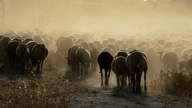 日落时分，羊群在一片尘土中离去视频素材