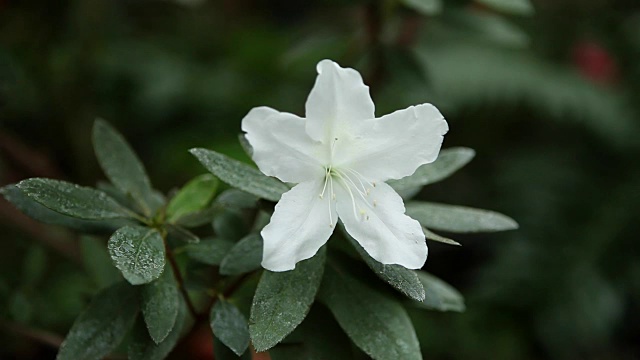 五角形单株白色杜鹃花，绿叶背景视频素材