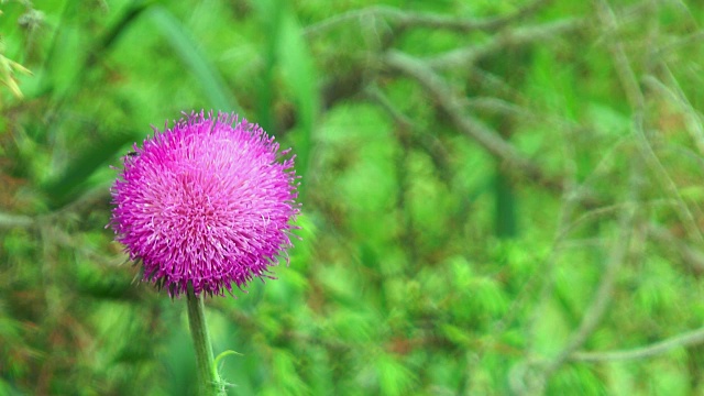 草丛中蓟花的特写视频素材