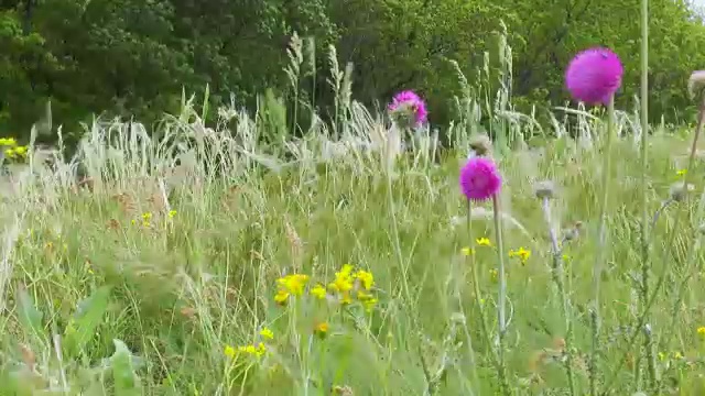 春暖花开的草原视频素材