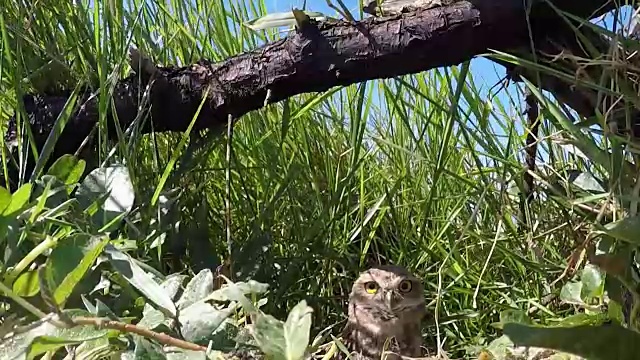 穴居猫头鹰视频素材