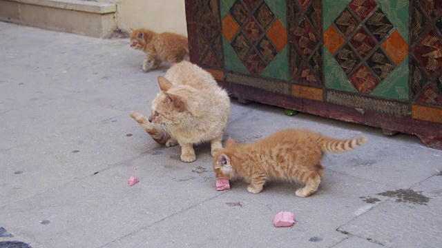 流浪红猫带着小猫在街上吃东西视频素材