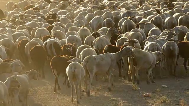 牲畜，牛羊在夕阳下散步视频素材