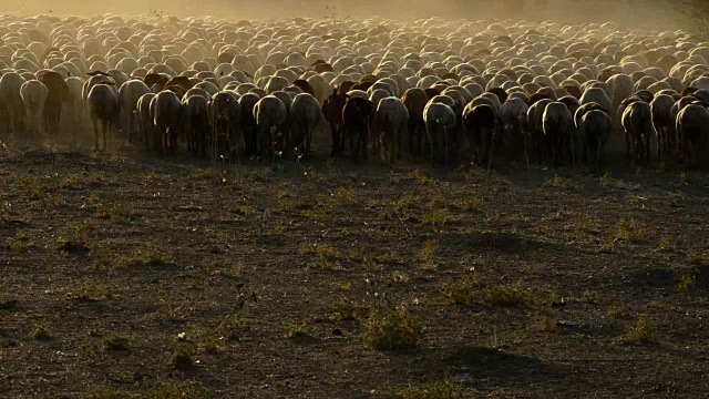 夕阳下，羊群在一片大尘雾中行走，牲畜视频素材