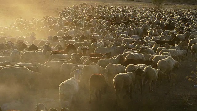 牛羊在夕阳下散步视频素材