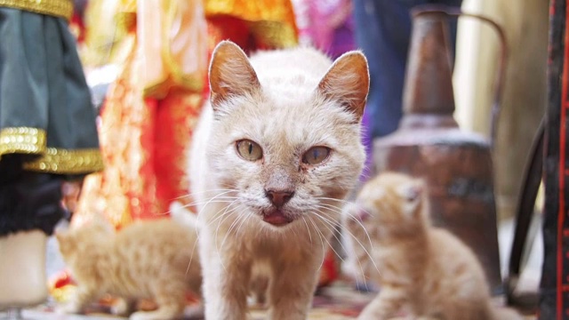 无家可归的红猫和小猫在街上看着摄像机视频素材