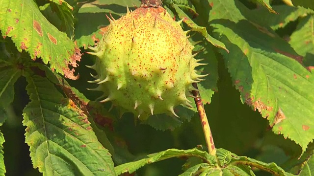 多刺栗的成熟果实视频素材