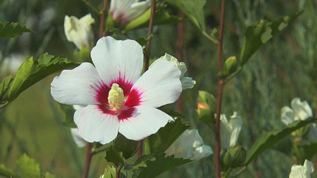 芙蓉丛树白视频素材