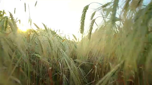 视角穿过绿色的麦田视频素材