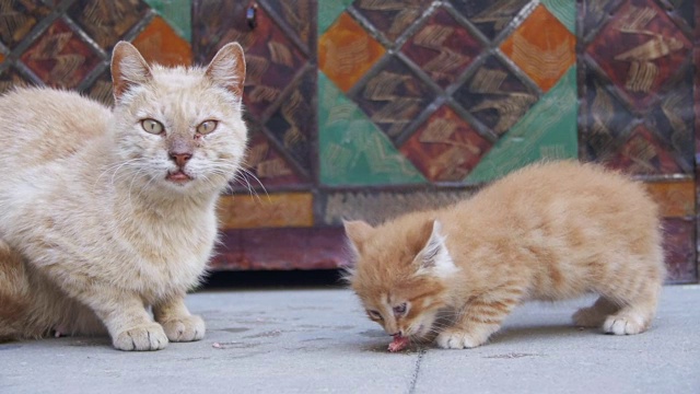 流浪红猫带着小猫在街上吃东西。慢动作视频素材