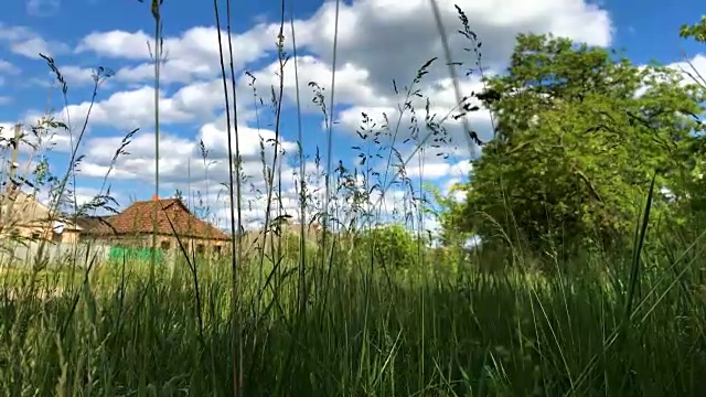 绿草随风而动视频素材