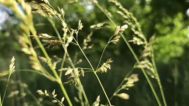 草随风而动视频素材