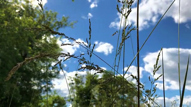 绿草随风而动视频素材