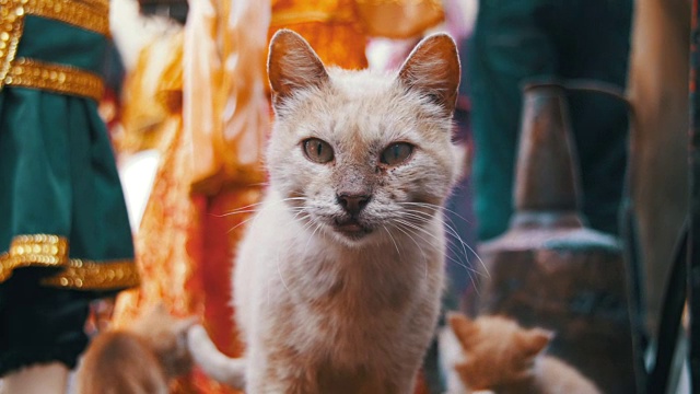 无家可归的红猫和小猫在街上看着摄像机视频素材