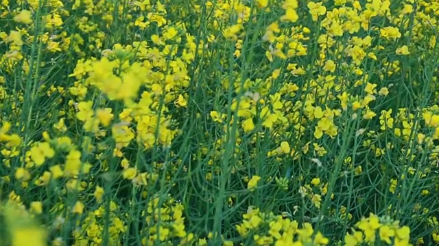 开花油菜籽。慢动作视频素材