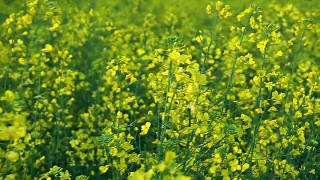 开花油菜籽。慢动作视频素材