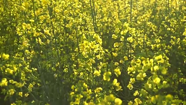 开花油菜籽。慢动作视频素材