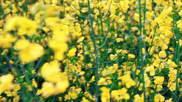 开花油菜籽。慢动作视频素材