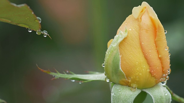 美丽的黄色玫瑰花蕾和落下的雨滴。视频素材