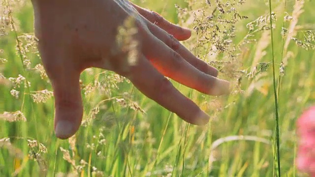 男人的手触摸绿色的草和粉红色的花。视频素材