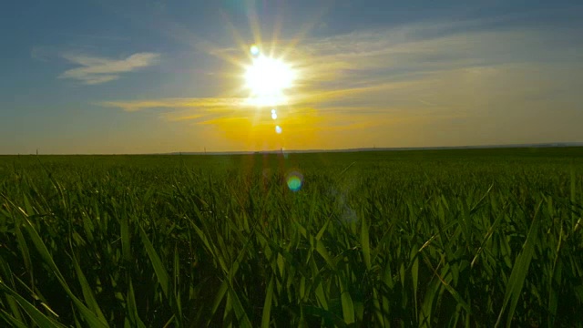 绿色的草地和蓝色的天空映衬着橙色的夕阳视频素材