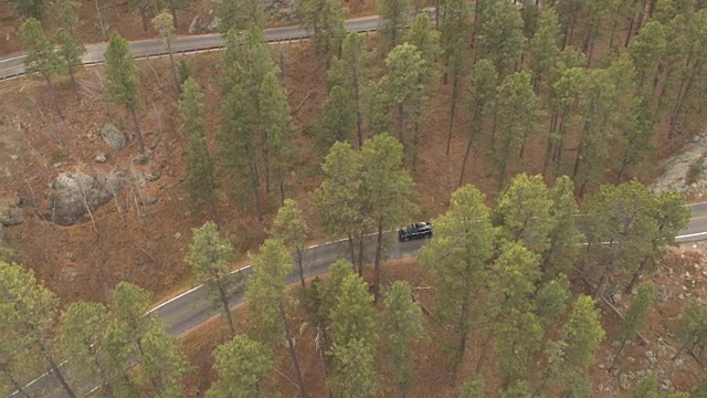 AERIAL:黑色SUV吉普车在松林中蜿蜒的山路上行驶视频素材