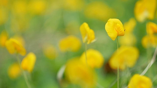 特写花生像草坪一样生长视频素材