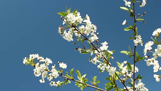 盛开的樱桃园白花视频素材