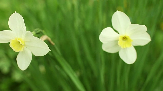 精致的白色水仙花视频素材