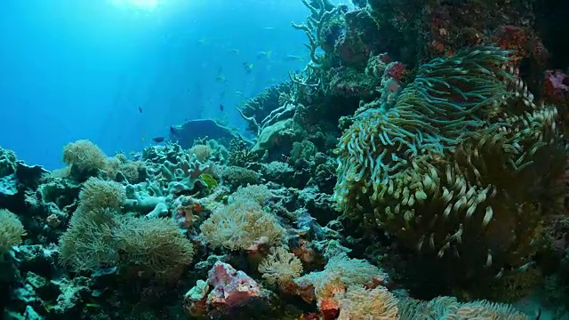 海葵鱼，海葵，木制码头，印度尼西亚视频素材