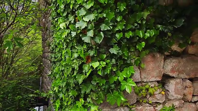 长满常春藤的石头野生植物的质地视频素材