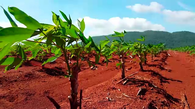 种植在种植园中的木薯视频素材