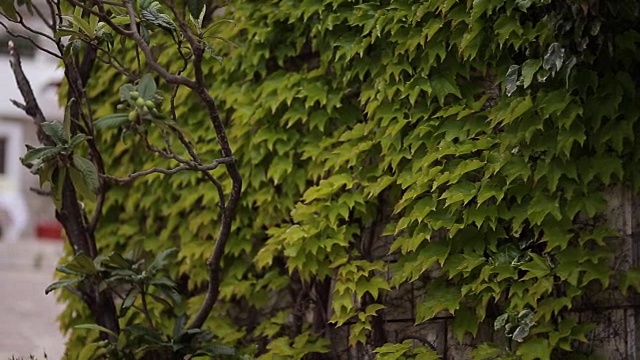 长满常春藤的石头野生植物的质地视频素材