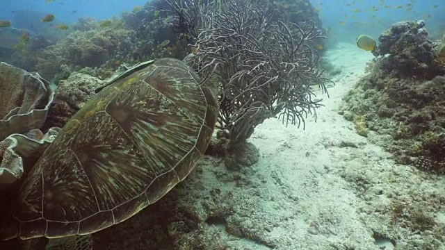 水下海龟视频素材