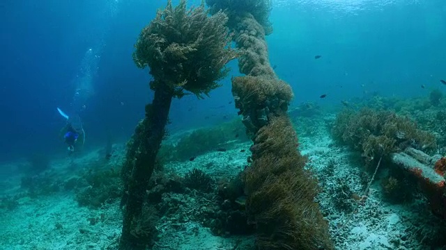 软珊瑚在海底当地的木制码头视频素材