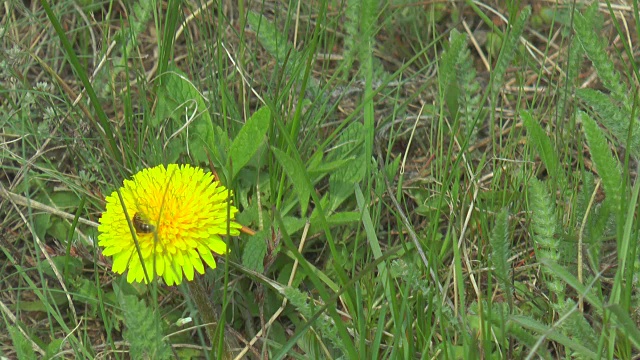 蜜蜂在花上寻找花蜜视频素材