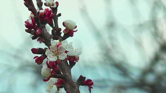 春天的杏花视频素材