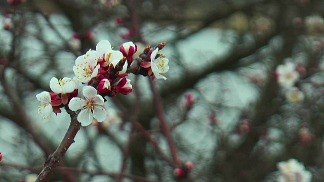 杏花视频素材